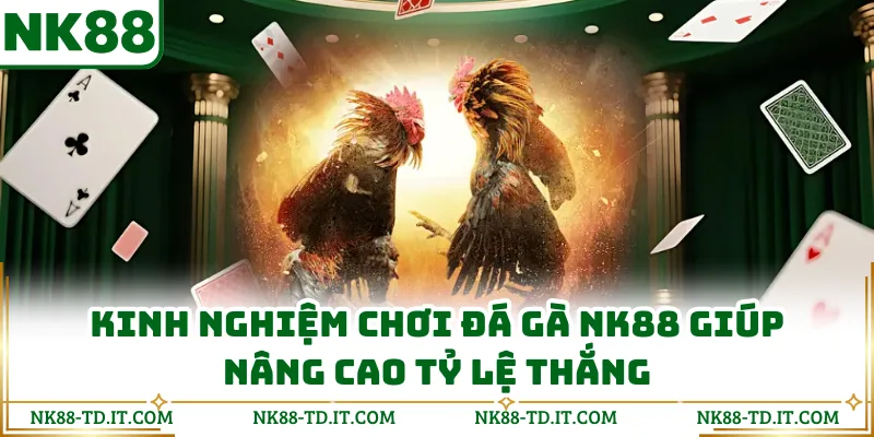 Kinh Nghiệm Chơi Đá Gà NK88 Giúp Nâng Cao Tỷ Lệ Thắng
